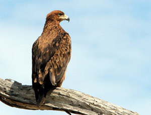 Hawk