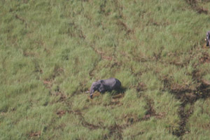 Flying over Okavango Delta