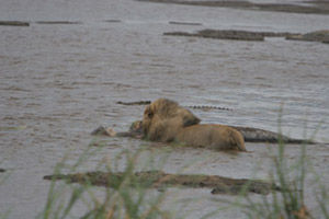 Croc watching Lion eat Hippo
