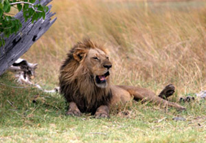 King of the Jungle