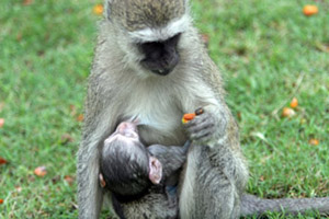Feeding Time
