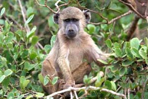 Baboon