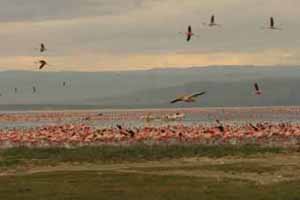 Evening at Lake Nakuru