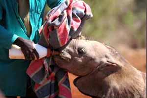 Thirsty Elephant