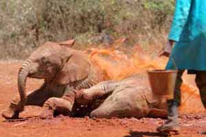 Mud Bath