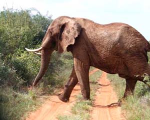 Right of Way