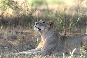 Tsavo Lion with Reputation