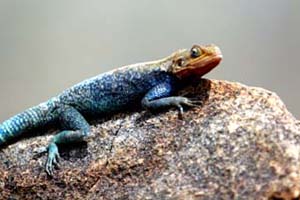 Lizard Sunning