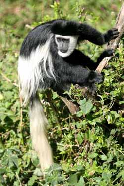 Black and White Colobus Monkey