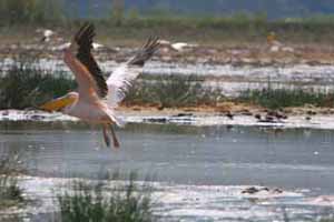 Pelican in Flight