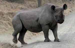 Angry Rhino