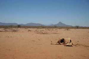 Victim of Drought