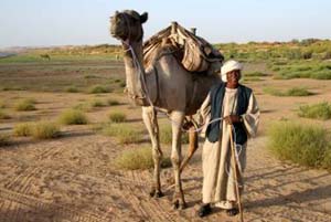 Nubian Camel Herder