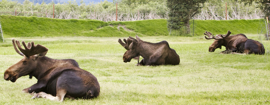 Adventurouspirits - Alaskan Moose on the first part of our trip accross North, South, and Central America