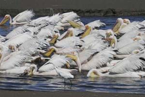 Pelicans to the Same Beat