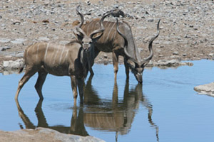 Quenching their Thirst