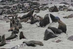 Cape Seal Point