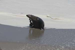 Itchy Ear