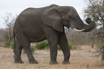 Botswana