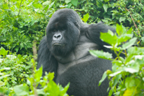 Rwanda