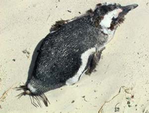 Save the Penguins