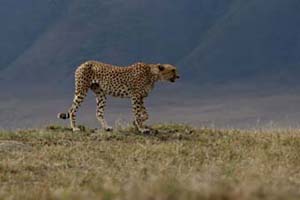 Cheetah with a Great View