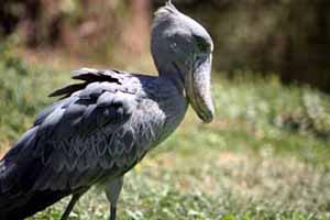 Shoehornbill