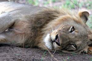 Lion Watching Enjoying the Afternoon Laze