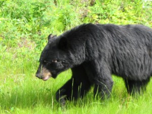 IMG_0411