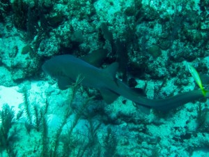 shark_IMG_5714