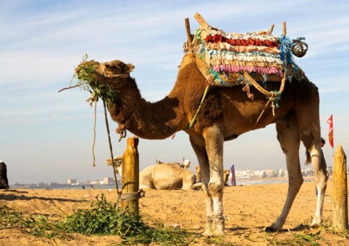 Camel Humps 
